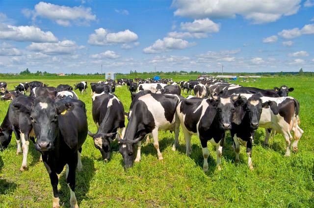 Унитарное предприятие «Савушкин-Луч»